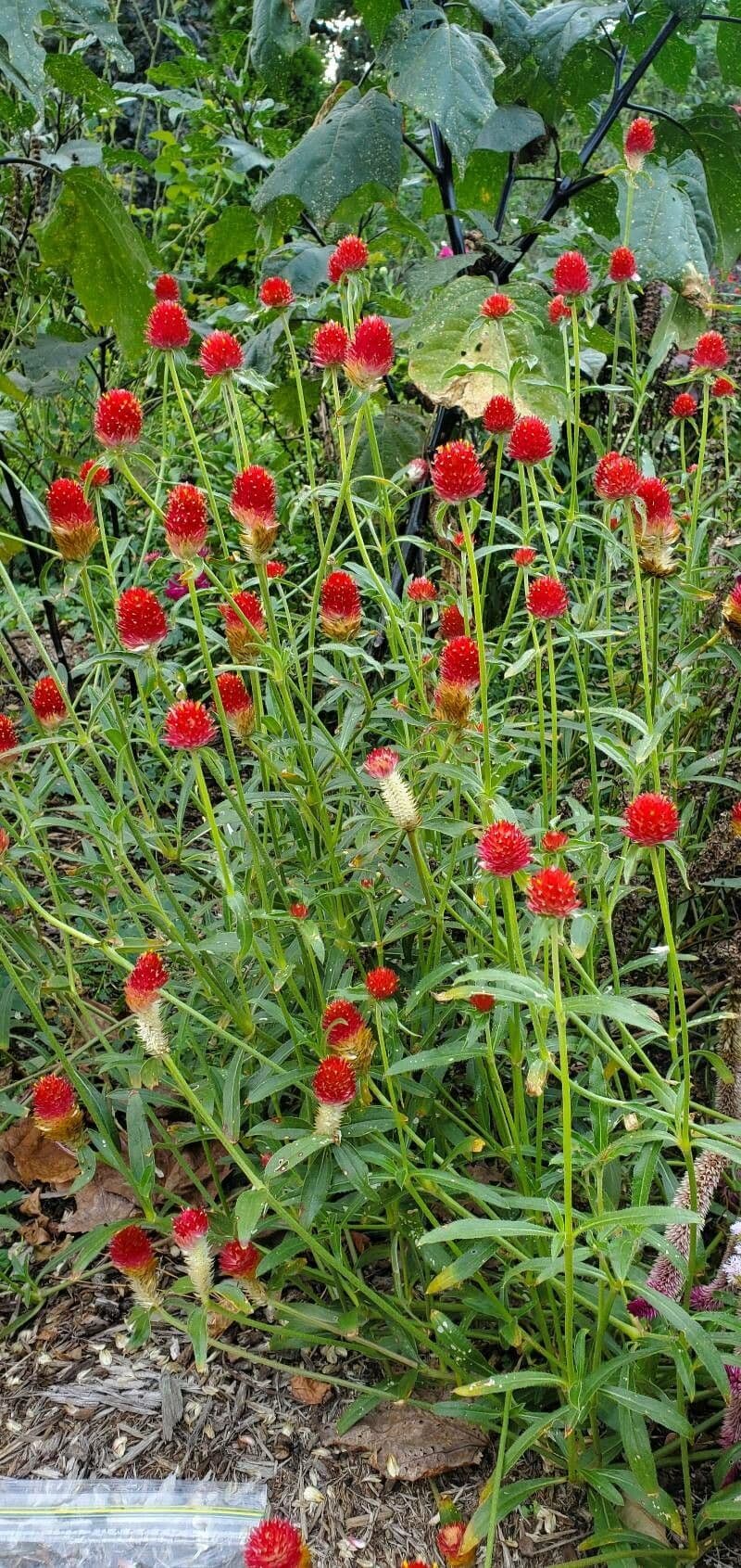 Gomphrena 9