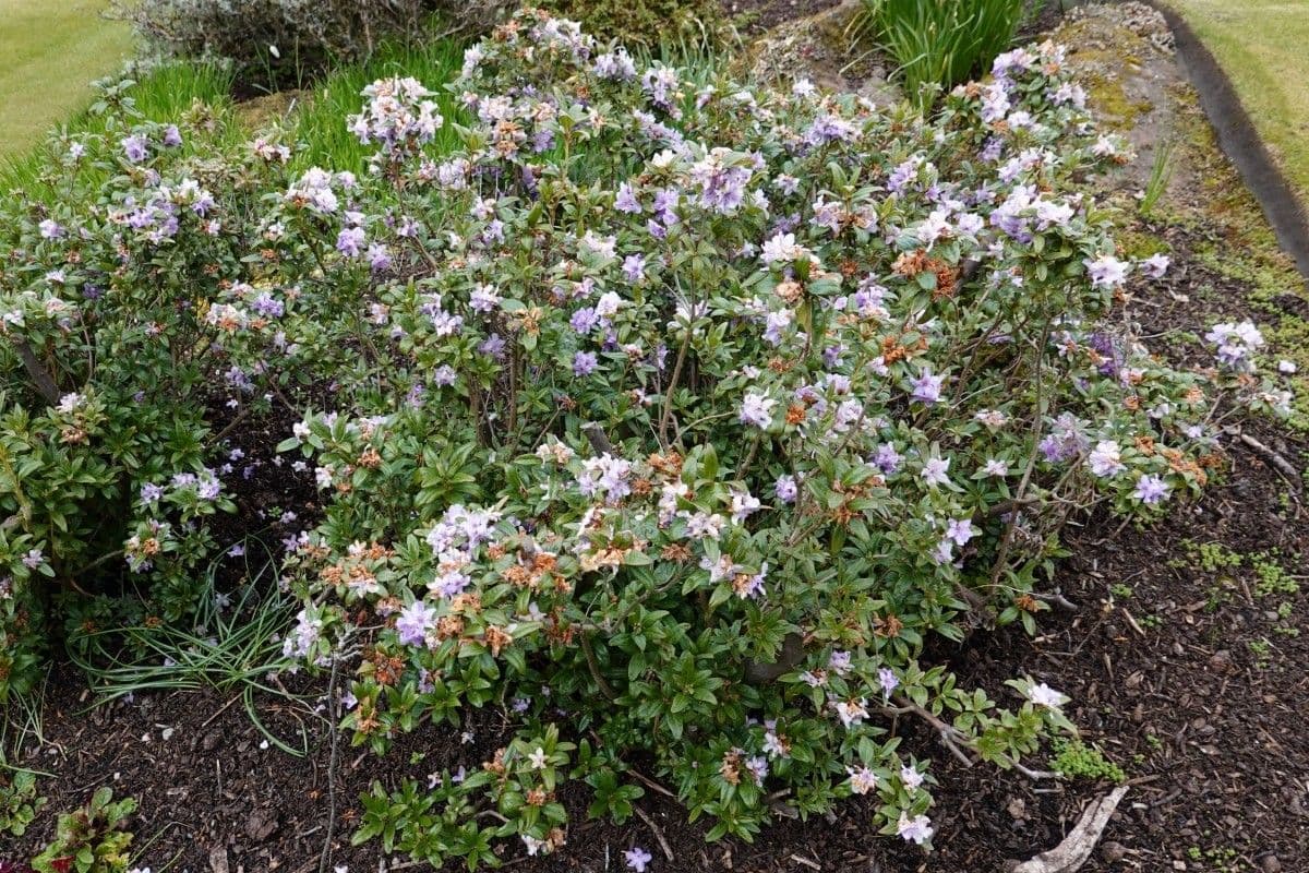 Rododendro 10