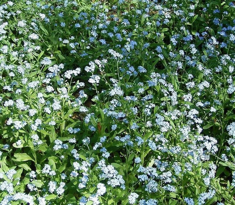 Myosotis asiatica 3