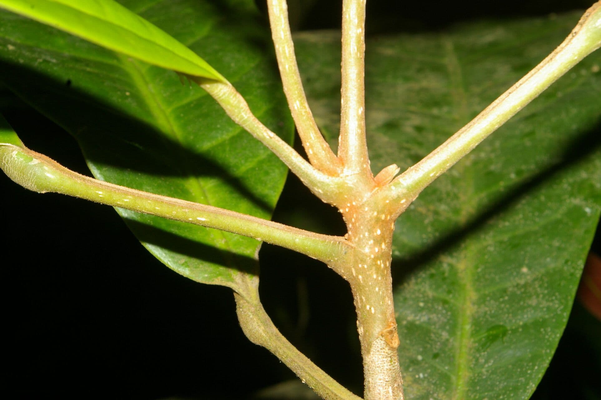Conchocarpus 11