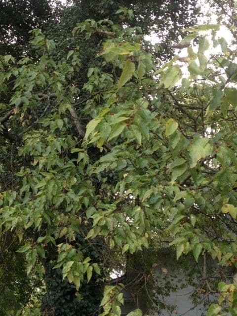 Celtis laevigata 13