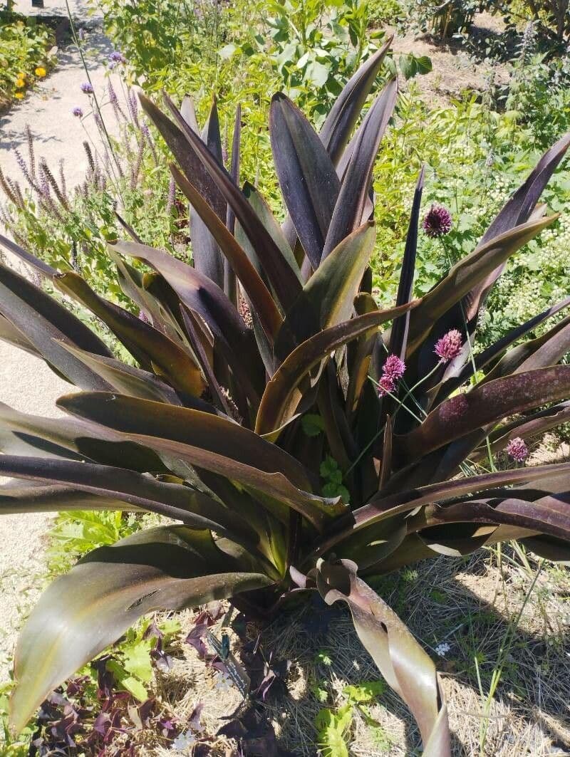 Eucomis 16