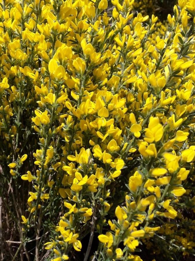 Ginestra cenerina 6