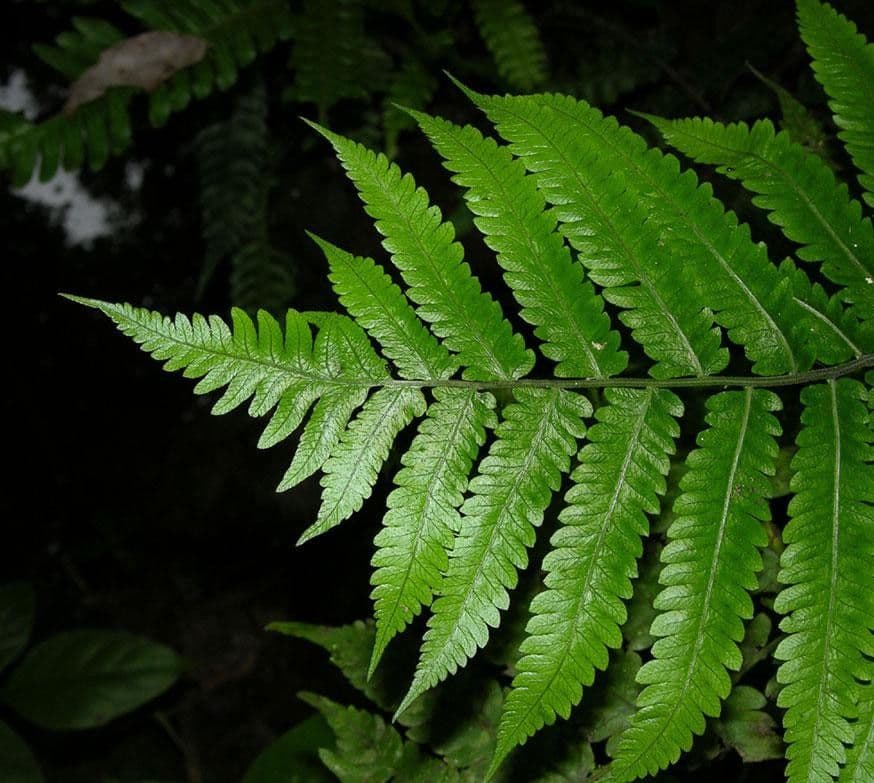 Thelypteris