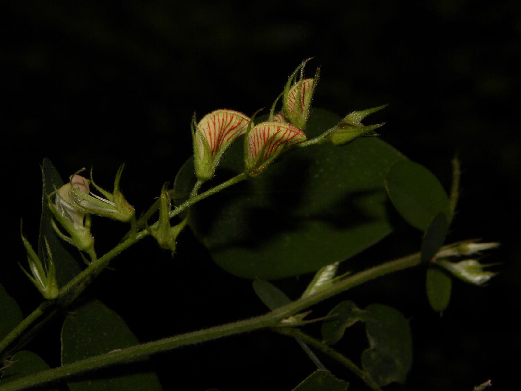 Coursetia caribaea 5
