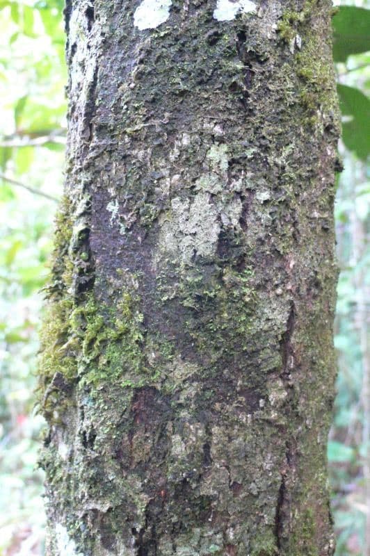 Garcinia 13