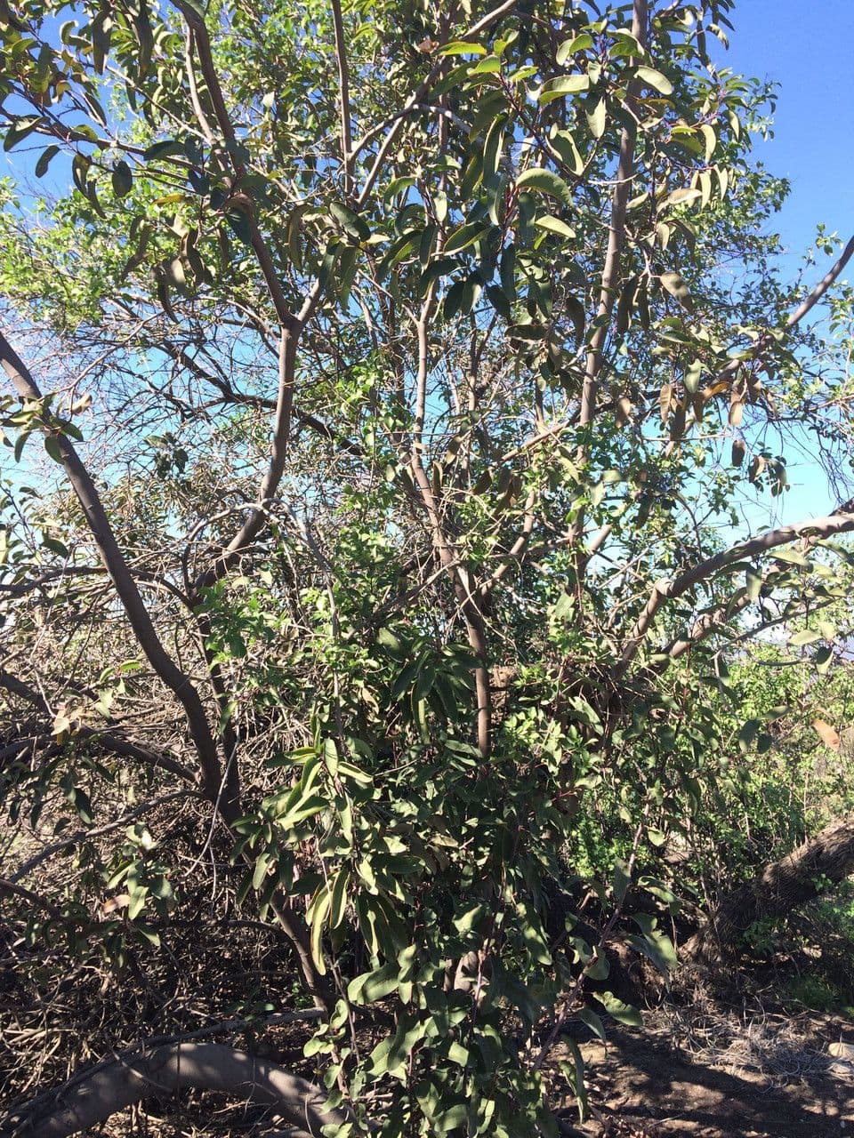 Malosma 13