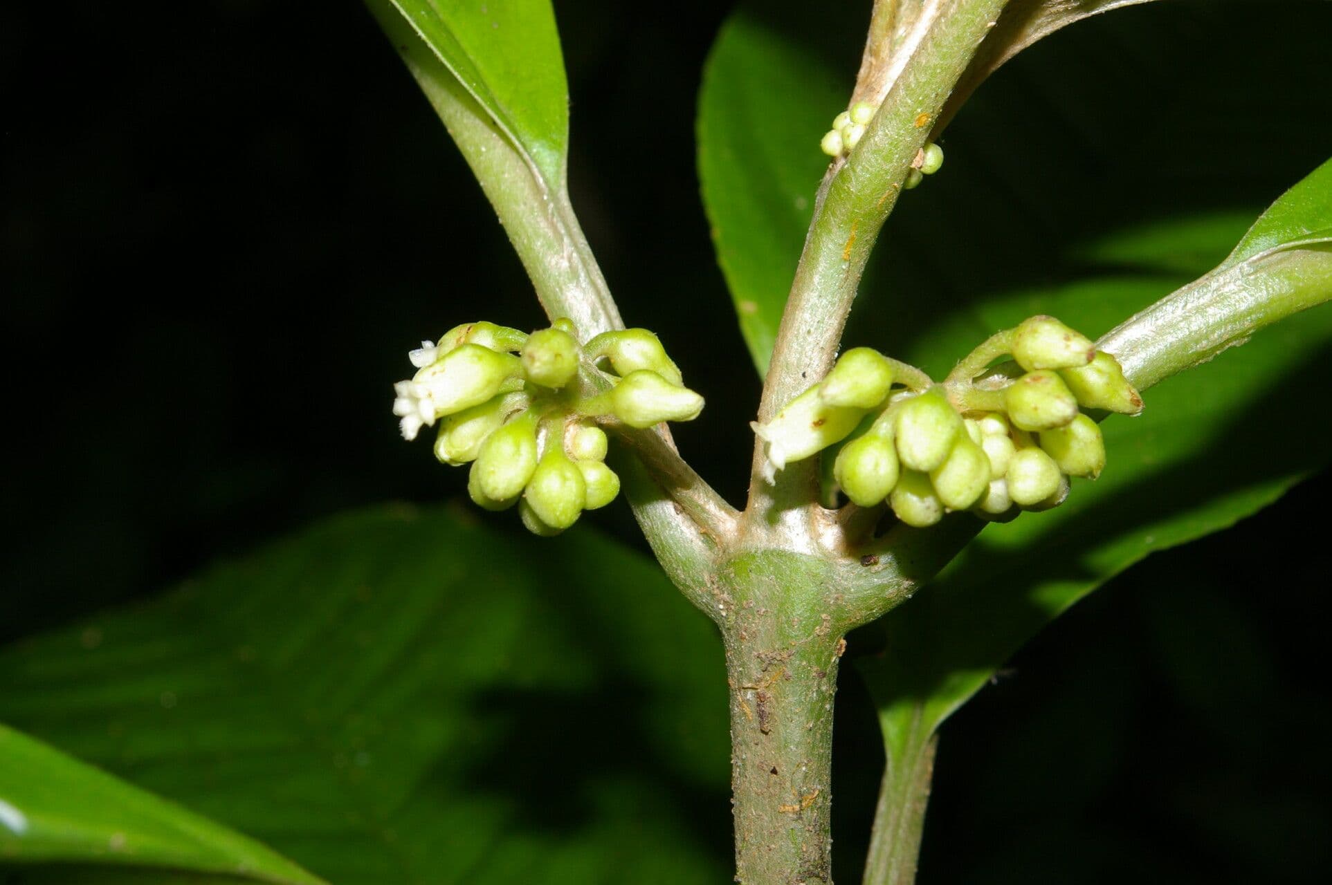 Besleria 4
