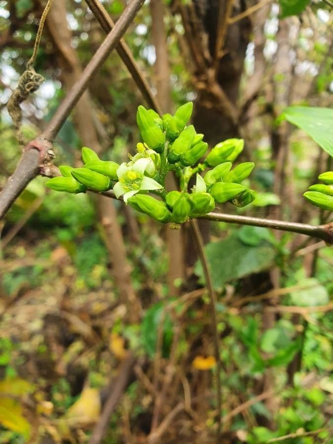 Vangueria madagascariensis 10