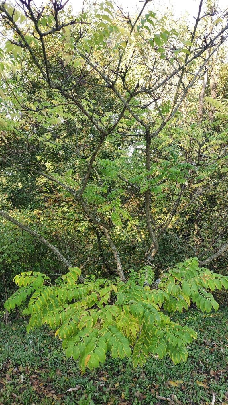 Phellodendron amurense 14