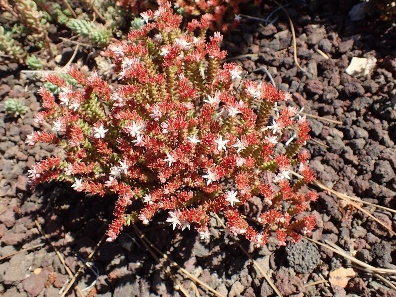 Sedum 11