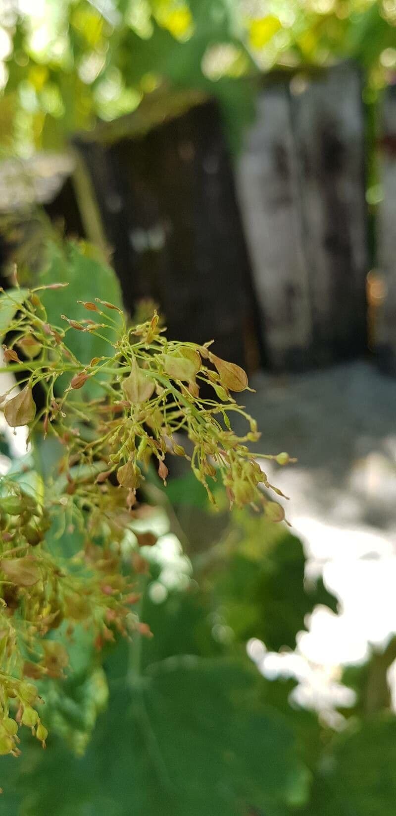 Macleaya