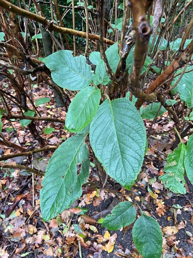 Frangula azorica 5