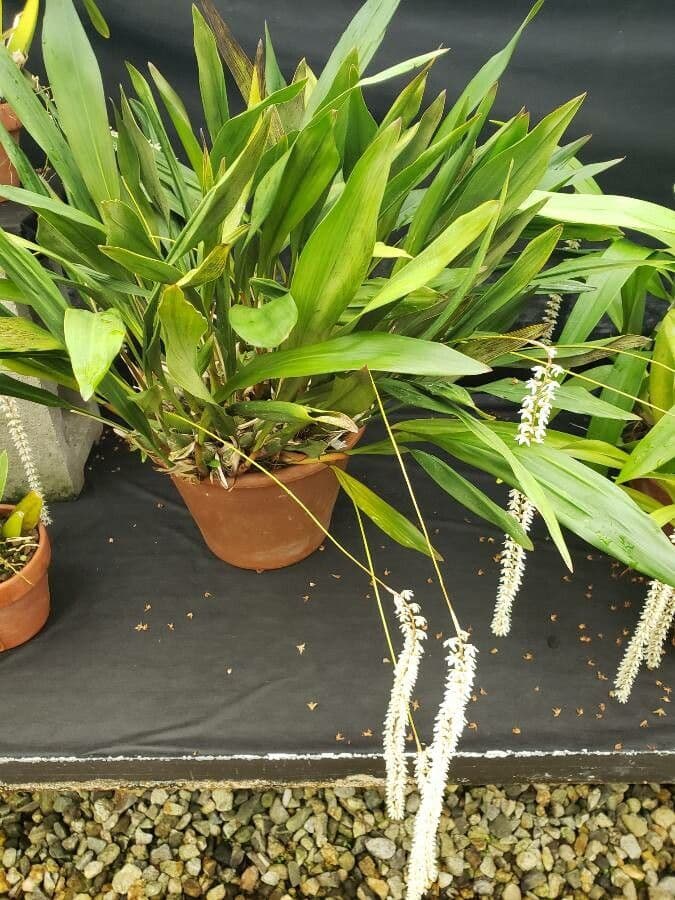 Dendrochilum 7