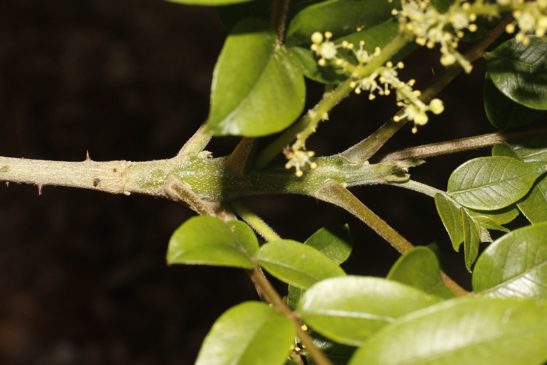Zanthoxylum 18