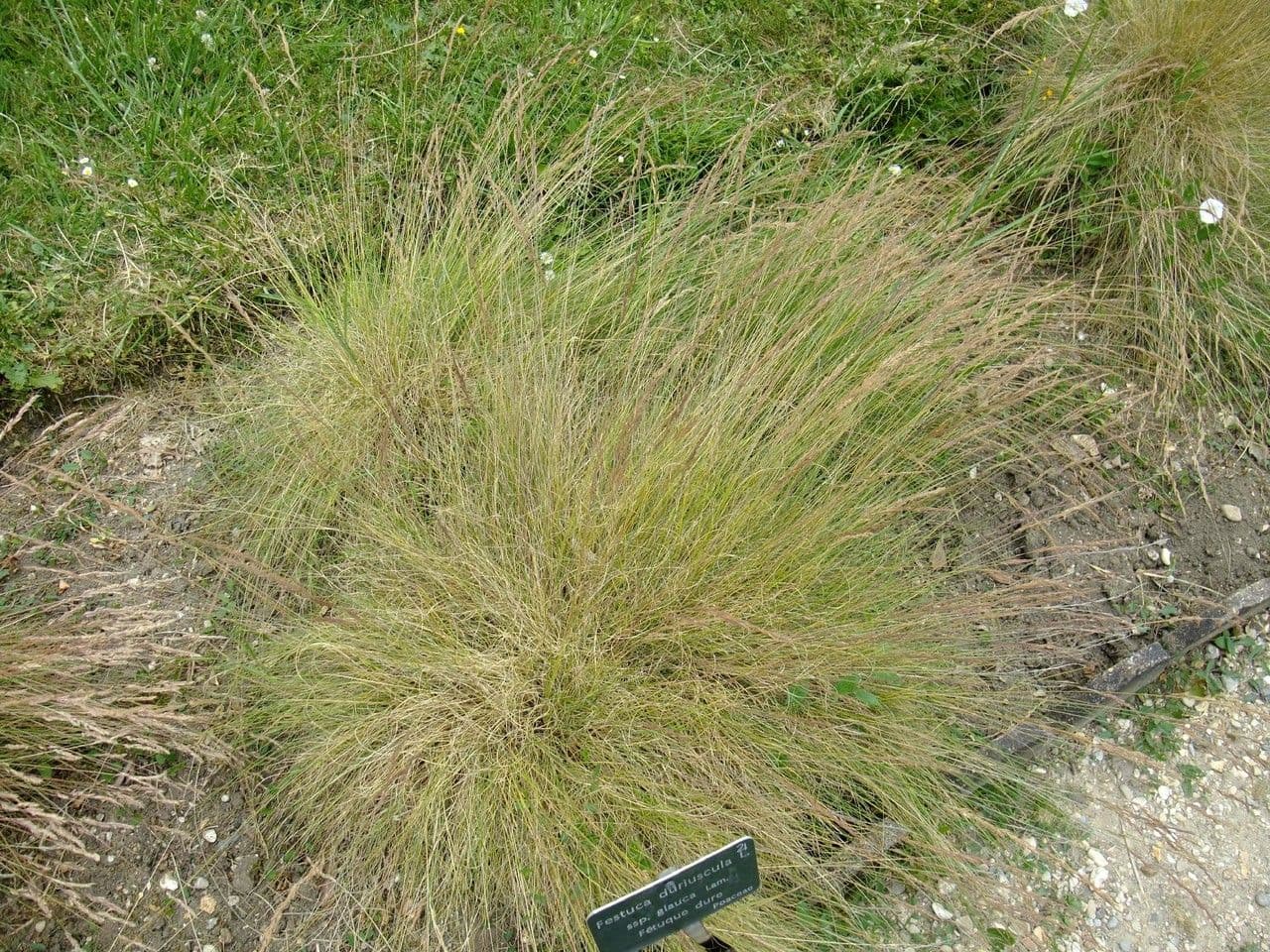 Festuca blu 14
