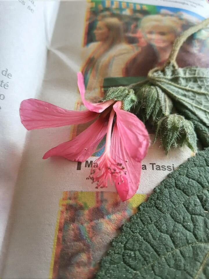 Pavonia