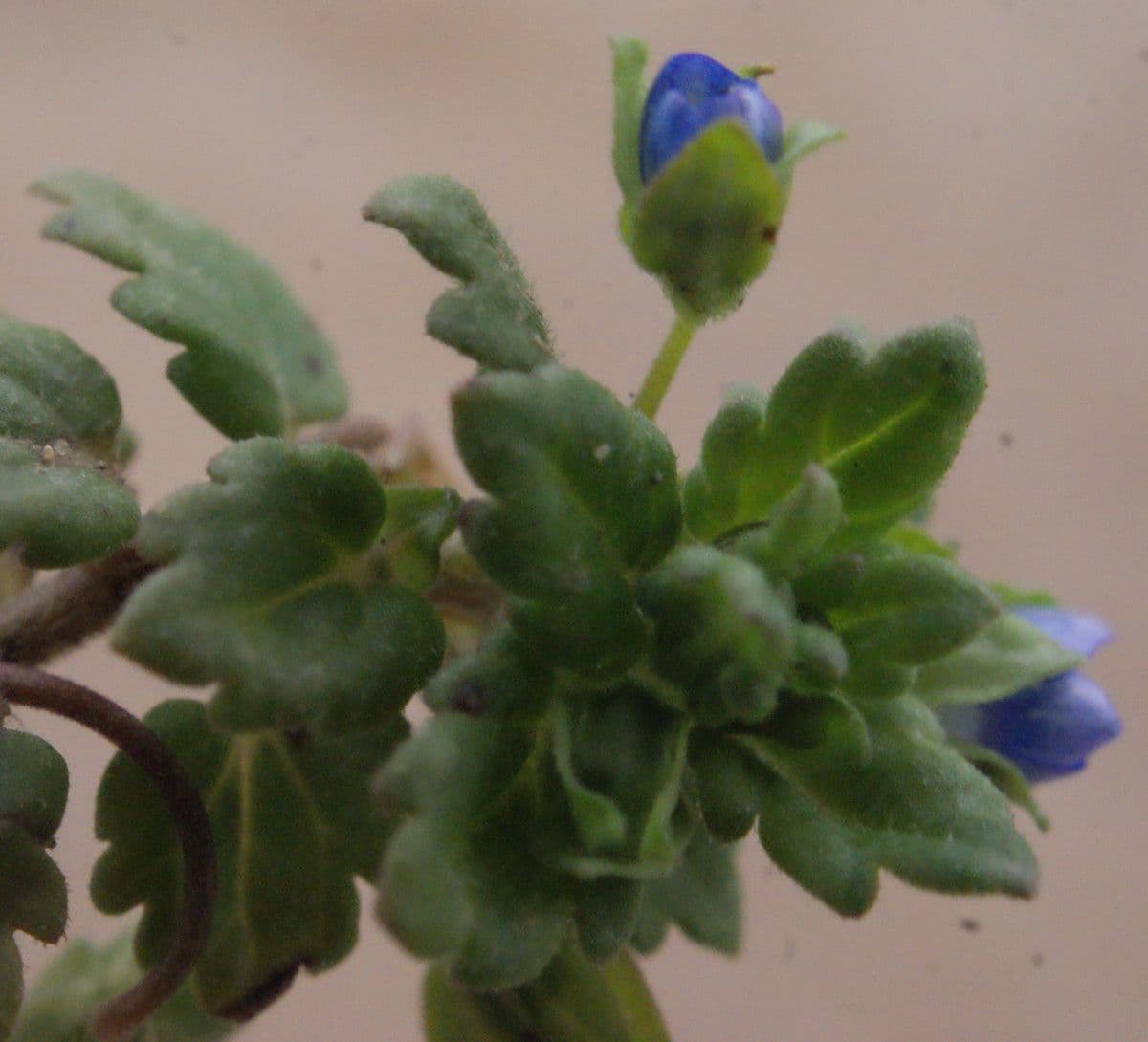 Veronica lucida 29