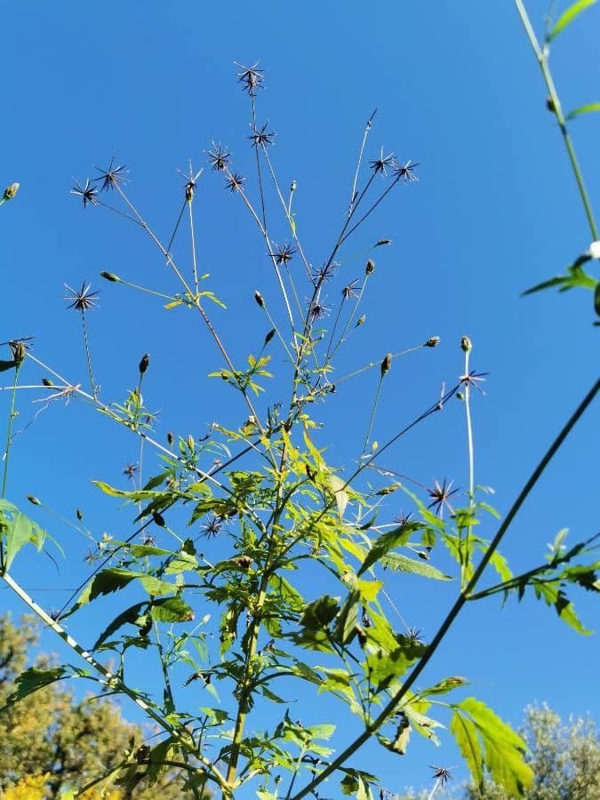 Größeres Bettlerkraut 13