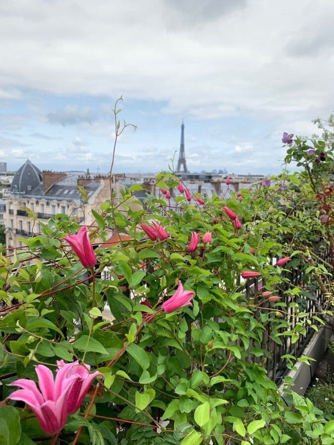 Clematis 4