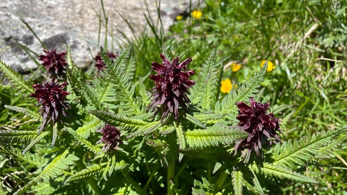 Pedicularis senza becco 8