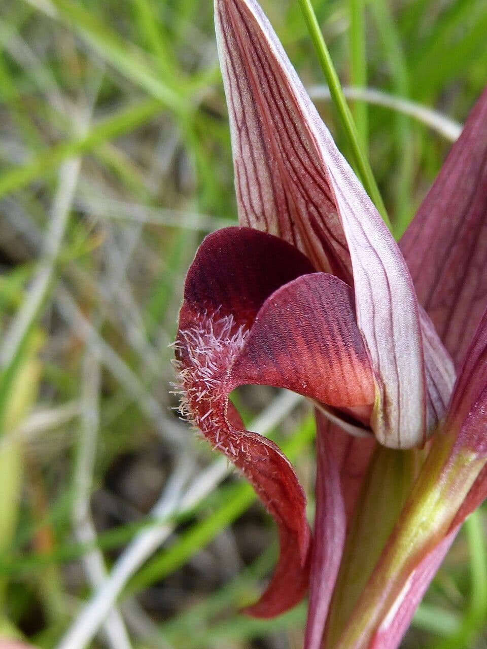 Serapiade vomeracea 6