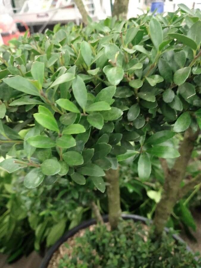 Myrsina africká 15