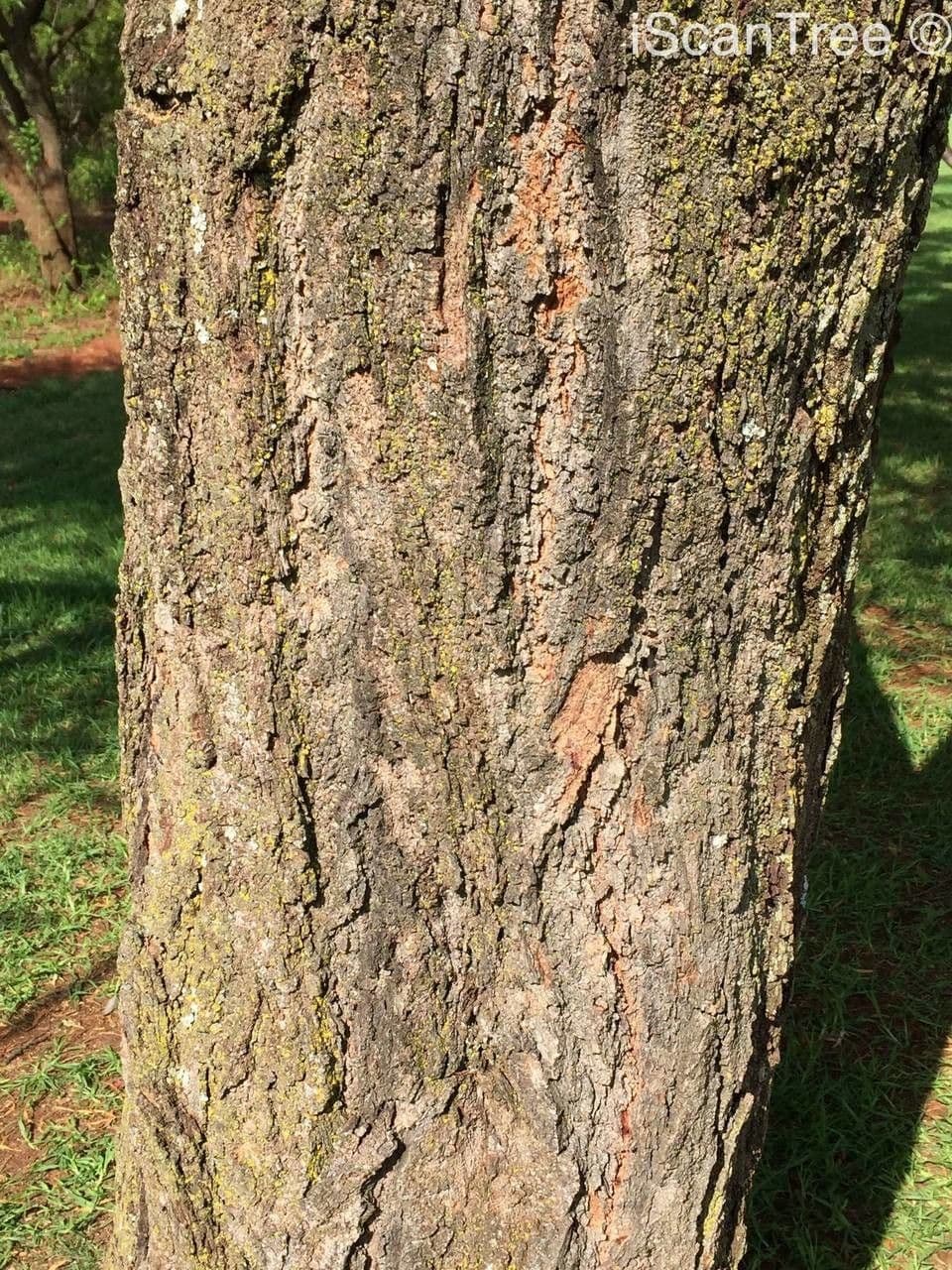 Acacia tortuosa 22