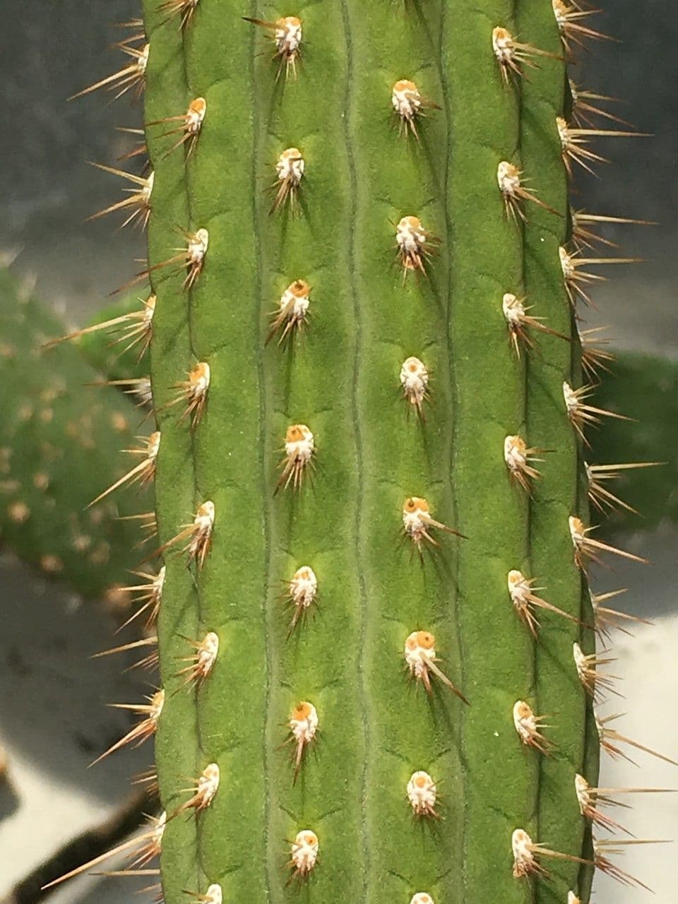 Chirinola 12