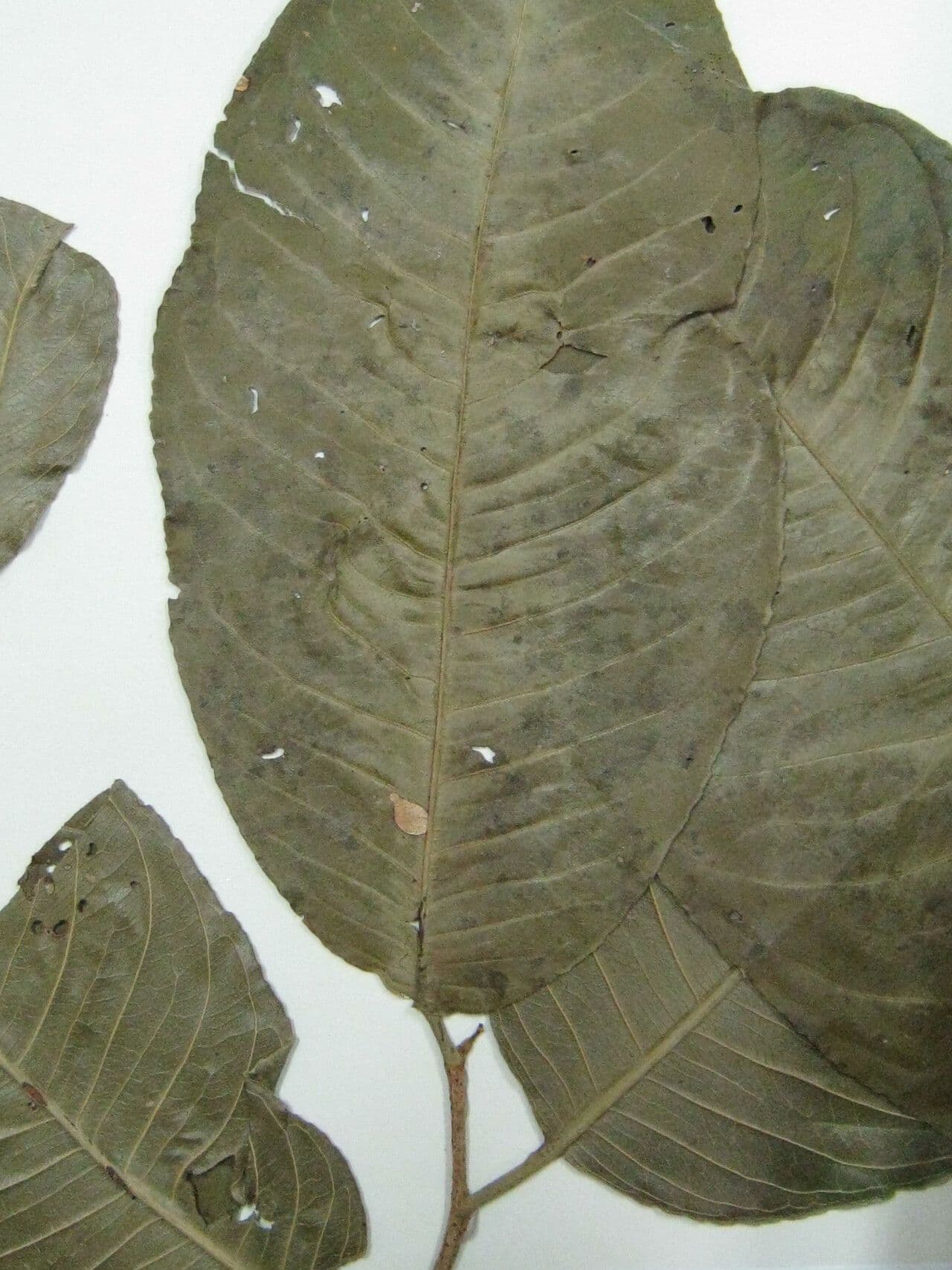 Eschweilera 6