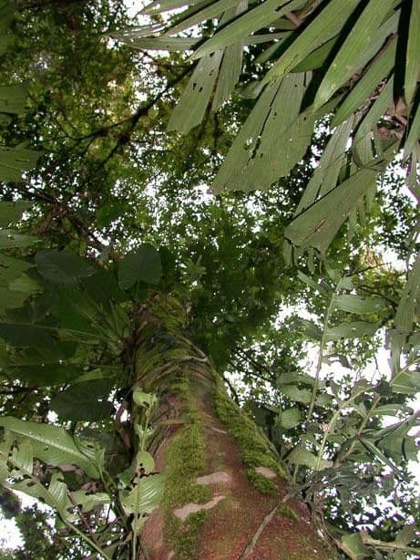 Pourouma bicolor 8