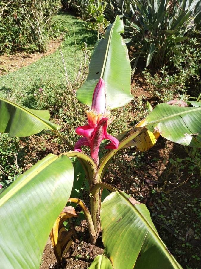 Bananovník“, “ 14