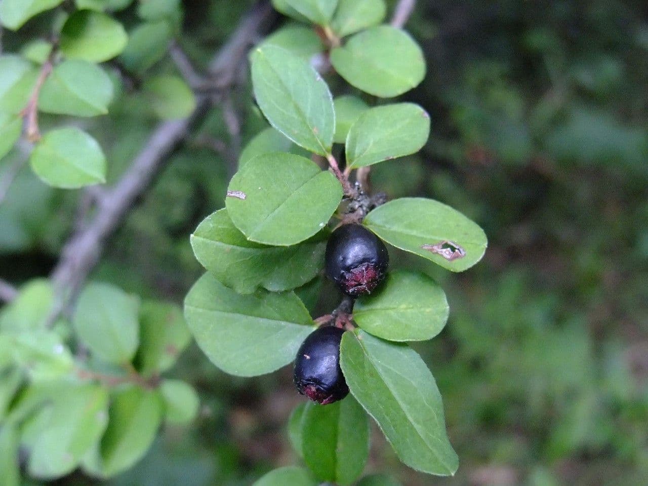Cotoneaster brillant 5