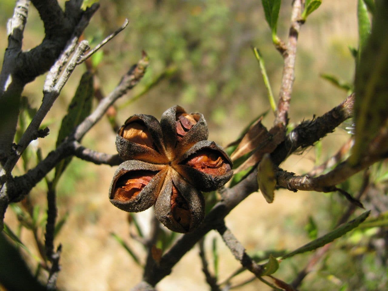 Kageneckia lanceolata