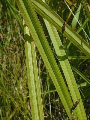 Hopfensegge 7
