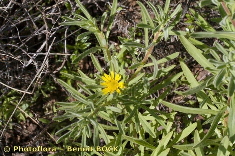 Asteriscus odorant 8