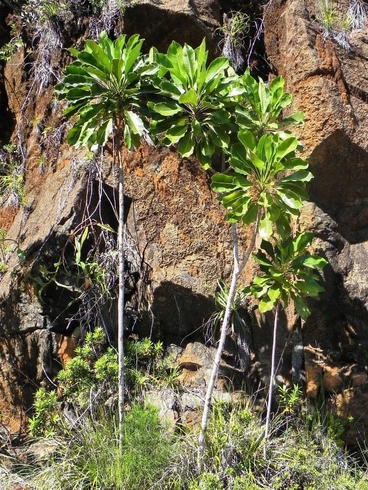 Myodocarpus 3