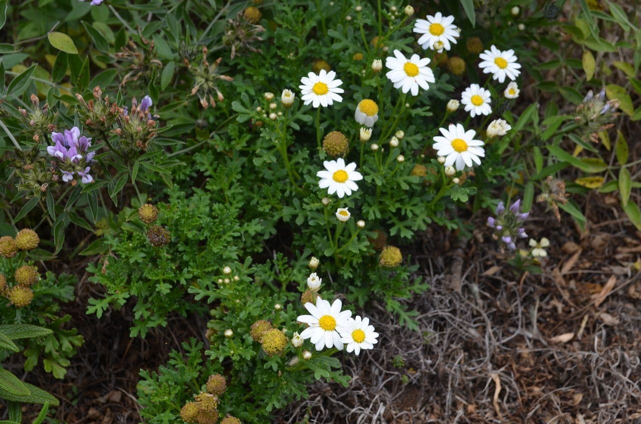 Argyranthemum 8