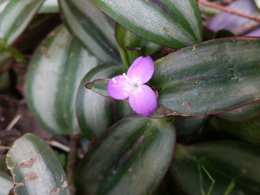 Tradescantia 9