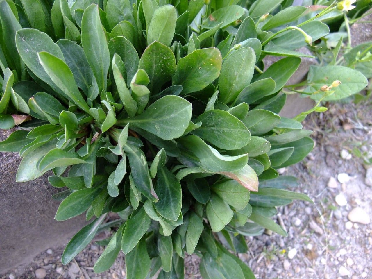 Fleabane 10