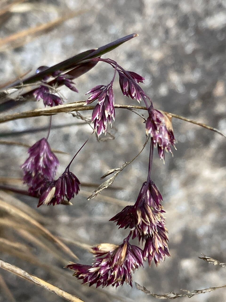 Poa 5