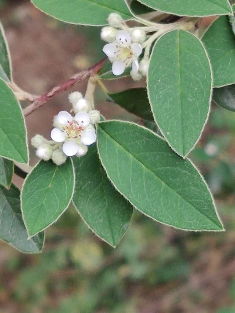 Cotonéaster cotoneaster 8