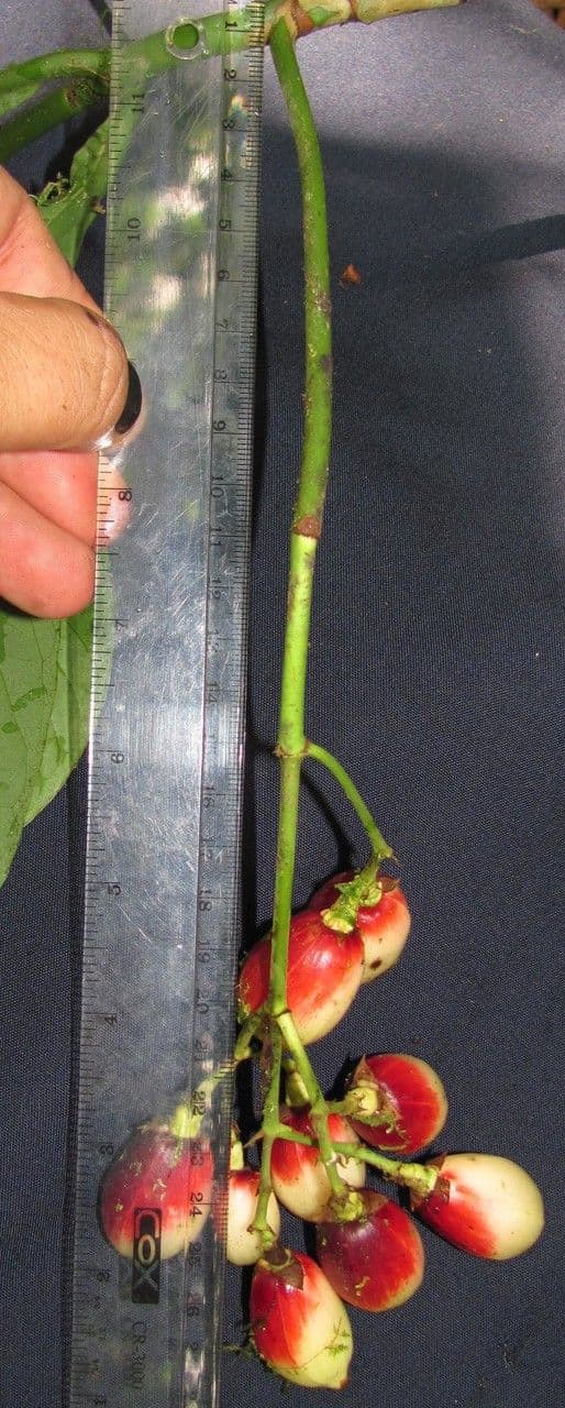 Chrysochlamys 8