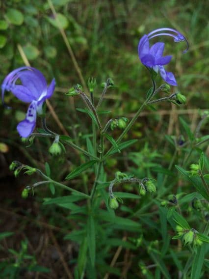 Narrowleaf bluecurls 2