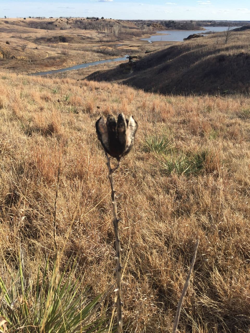 Arkansas-Yucca 4