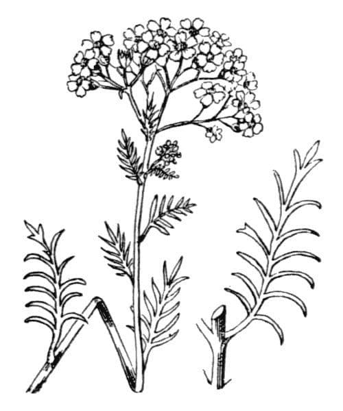 Chamomile-leaved Yarrow 17