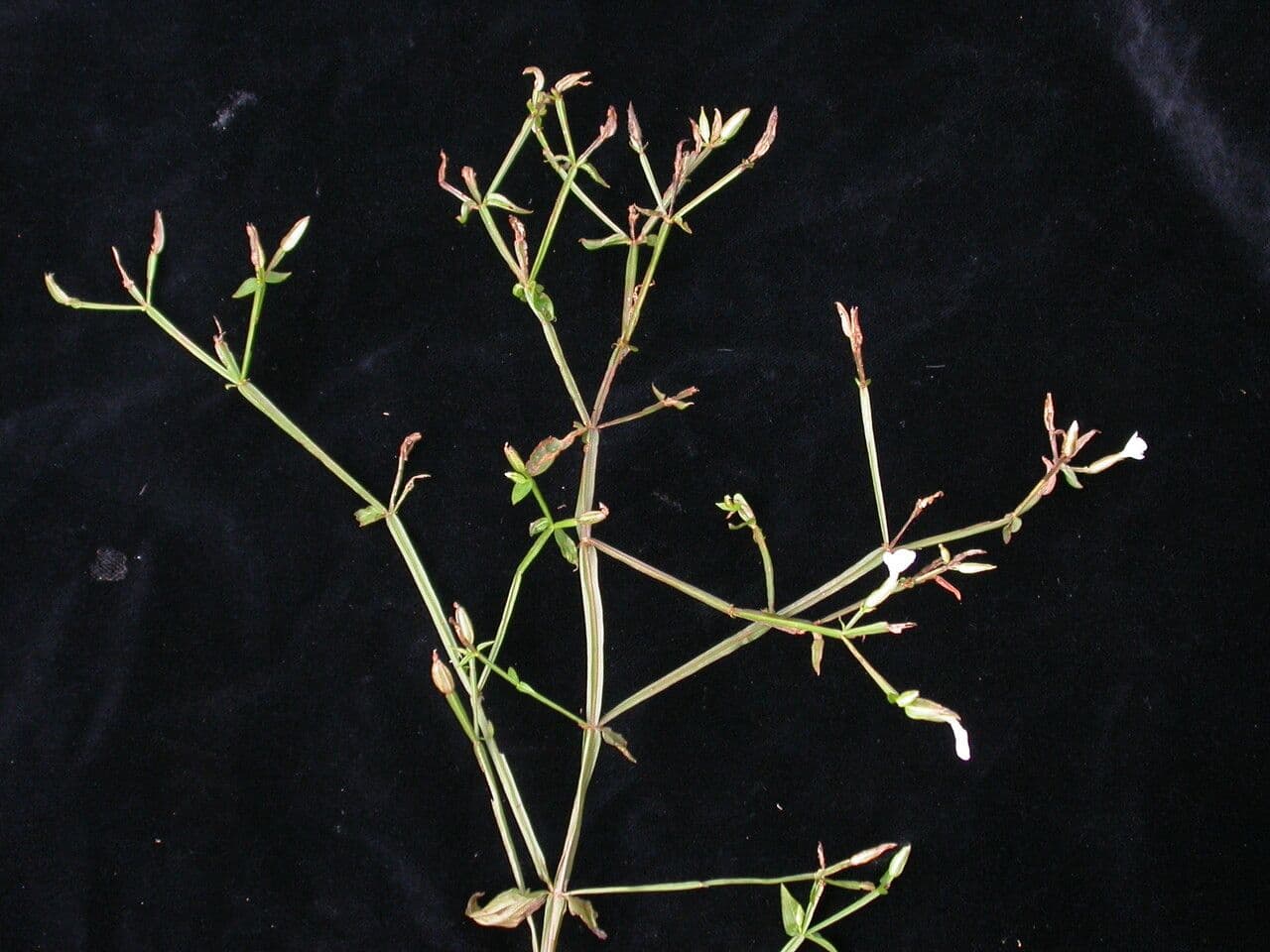 Canscora 9
