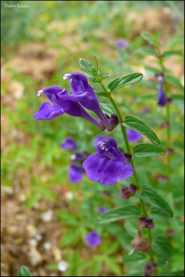 Skutellaria