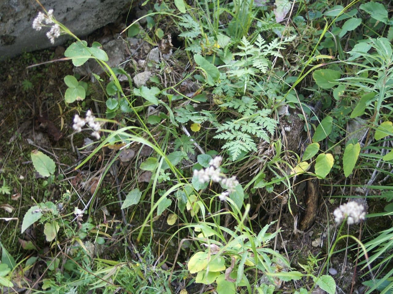 Erba lucciola bianca 13
