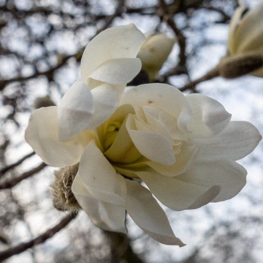 Magnolia denudata 6